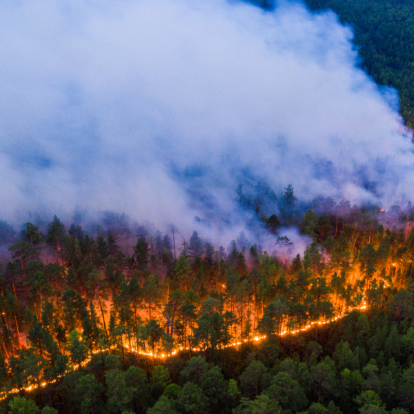 Incendios forestales: Respuesta del Gobierno de Boric