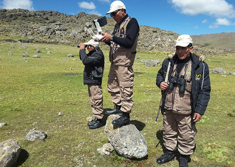Caza Furtiva de Vicuñas: Un Crimen Común y Silenciado