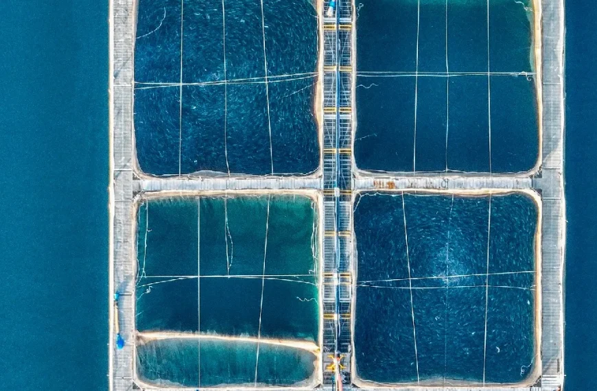 Colusión en alimentos para salmones: FNE solicita sanciones